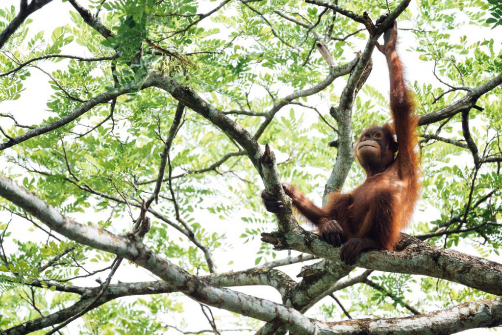 orango del Borneo 