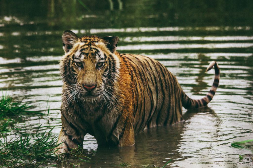 tigre di sumatra