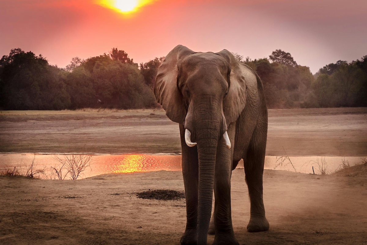 In Namibia saranno uccisi 83 elefanti per poter sfamare la popolazione