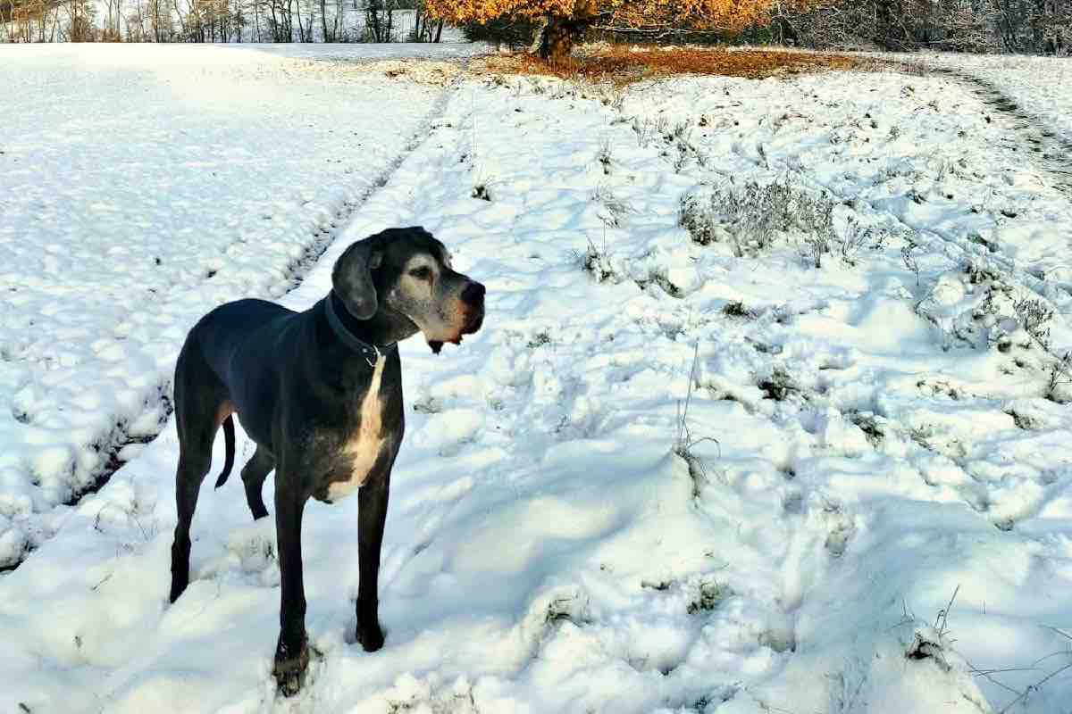 La storia di Zeus e i cani di taglia grande che vivono di meno