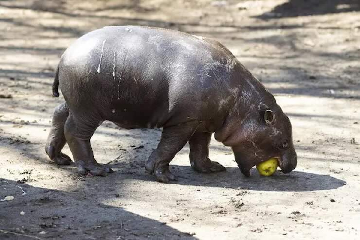 L'ippopotamo thailandese Moo Deng ha conquistato i cuori di tutti e diventato anche un meme