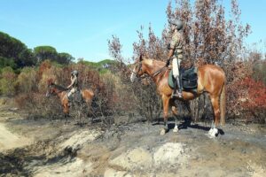 L’Esercito Italiano sta chiudendo il suo storico allevamento di cavalli