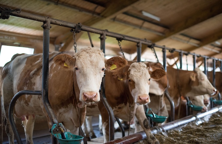 Carne rossa in crisi? L’Italia dipende per il 60% dall’estero