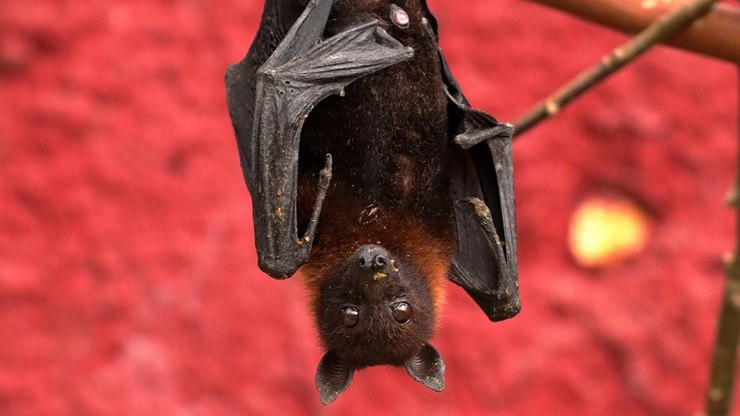 Un pipistrello