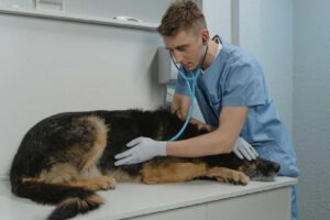 Veterinario